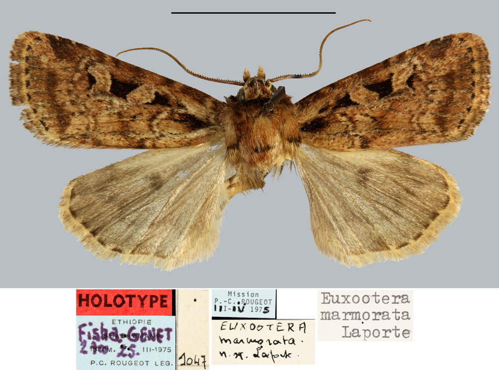 /filer/webapps/moths/media/images/M/marmorata_Euxootera_HT_MNHN.jpg