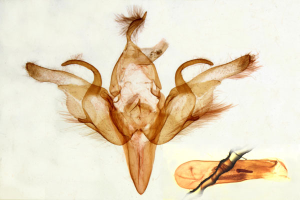 /filer/webapps/moths/media/images/M/marmorata_Hermonassoides_GM_Laporte1047.jpg