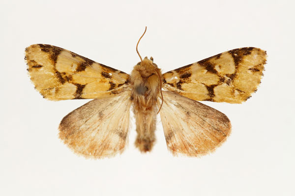 /filer/webapps/moths/media/images/M/marmorata_Nyodes_AM_RMCA.jpg