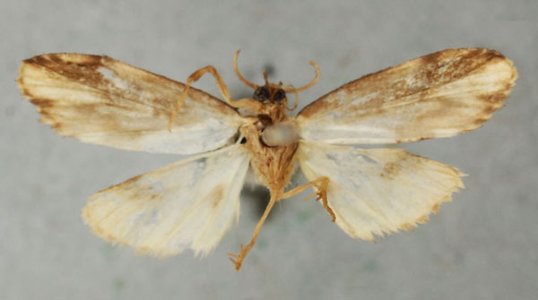 /filer/webapps/moths/media/images/M/marmorea_Eugoa_HT_NHMUKb.jpg