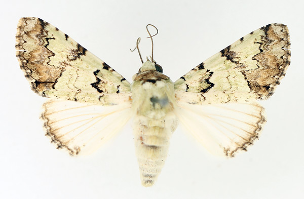 /filer/webapps/moths/media/images/M/marmorifera_Bamra_AF_TMSA_01.jpg