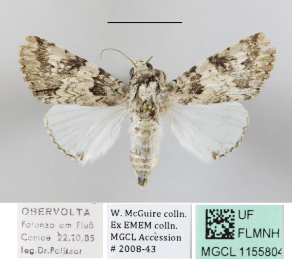 /filer/webapps/moths/media/images/M/marmorifera_Bamra_A_MGCLa_01.jpg