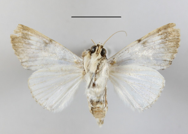 /filer/webapps/moths/media/images/M/marmorifera_Bamra_A_MGCLb_01.jpg