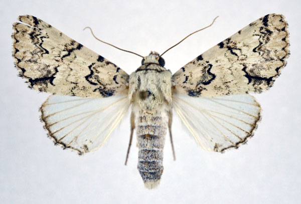 /filer/webapps/moths/media/images/M/marmorifera_Bamra_A_NHMO.jpg