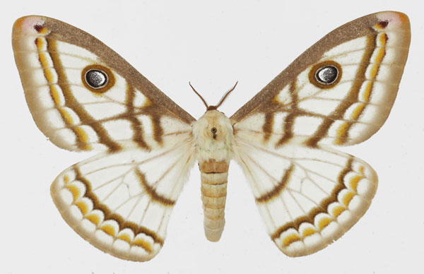 /filer/webapps/moths/media/images/M/marnois_Heniocha_AF_Basquin.jpg