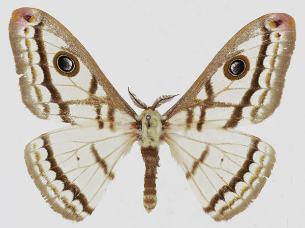 /filer/webapps/moths/media/images/M/marnois_Heniocha_AM_Basquina.jpg