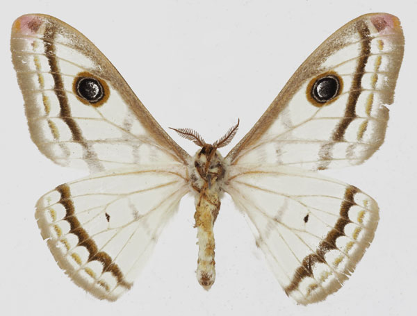 /filer/webapps/moths/media/images/M/marnois_Heniocha_AM_Basquinb.jpg