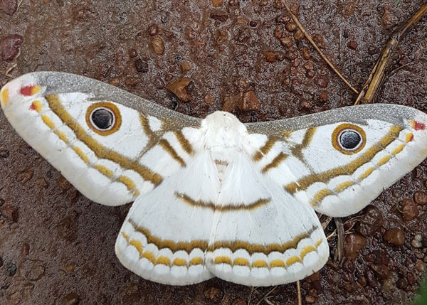 /filer/webapps/moths/media/images/M/marnois_Heniocha_AM_Sunnay.jpg