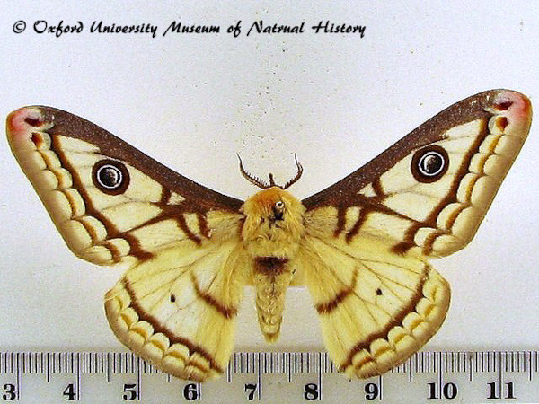 /filer/webapps/moths/media/images/M/marnois_Heniocha_A_OUMNH.jpg
