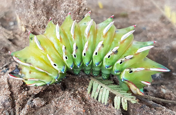 /filer/webapps/moths/media/images/M/marnois_Heniocha_C_Sunnay.jpg