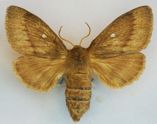 /filer/webapps/moths/media/images/M/maroccana_Lasiocampa_AF_Stroehle.jpg