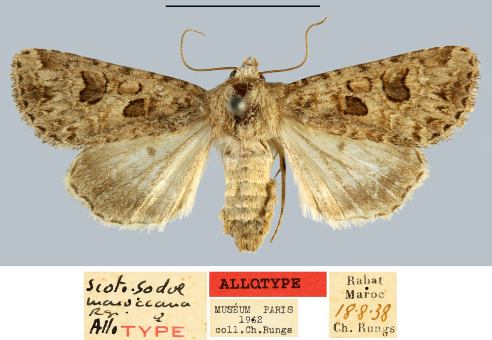 /filer/webapps/moths/media/images/M/maroccana_Scotogramma_AT_MNHN.jpg