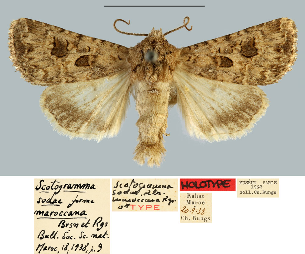 /filer/webapps/moths/media/images/M/maroccana_Scotogramma_HT_MNHN.jpg