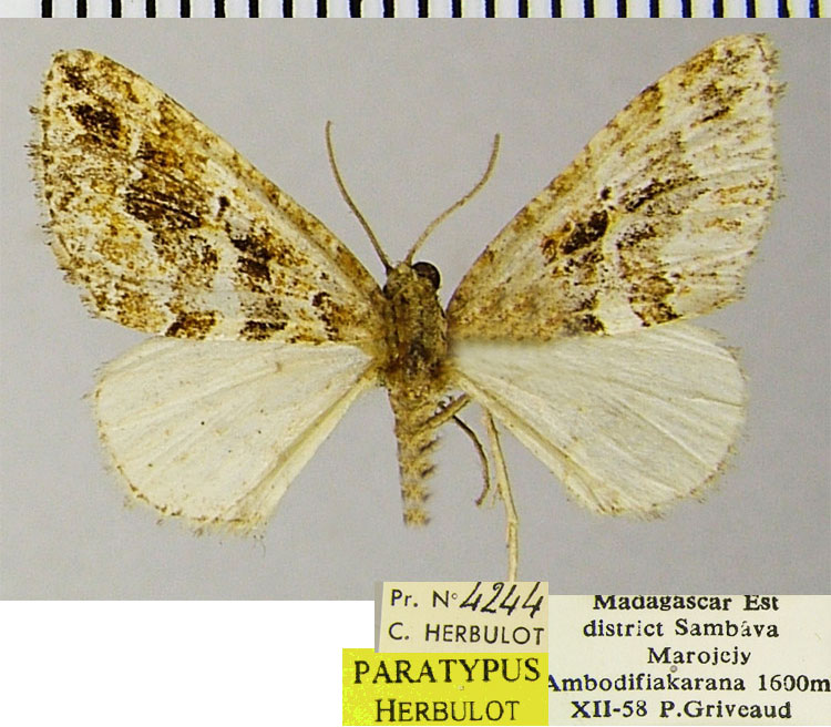 /filer/webapps/moths/media/images/M/marojejensis_Haplolabida_PTM_ZSMa.jpg