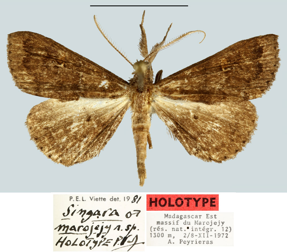 /filer/webapps/moths/media/images/M/marojejy_Singara_HT_MNHN.jpg