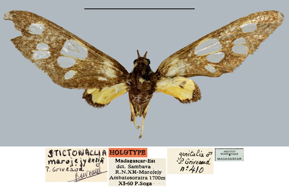 /filer/webapps/moths/media/images/M/marojejyensis_Stictonaclia_HT_MNHN.jpg