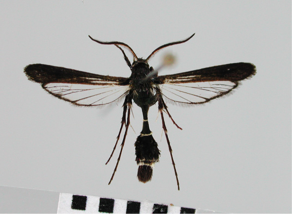 /filer/webapps/moths/media/images/M/maromizaensis_Similipepsis_HT_SMNS.jpg