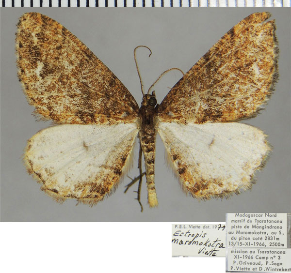 /filer/webapps/moths/media/images/M/maromokotra_Ectropis_AM_ZSMa.jpg