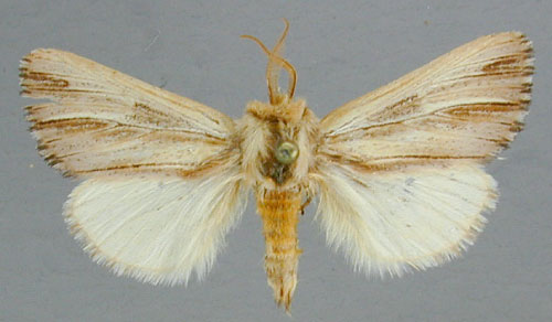 /filer/webapps/moths/media/images/M/marpissa_Antheua_A_RMCA.jpg