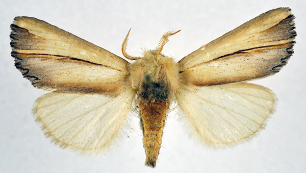 /filer/webapps/moths/media/images/M/marpissa_Eutimia_AM_NHMO.jpg
