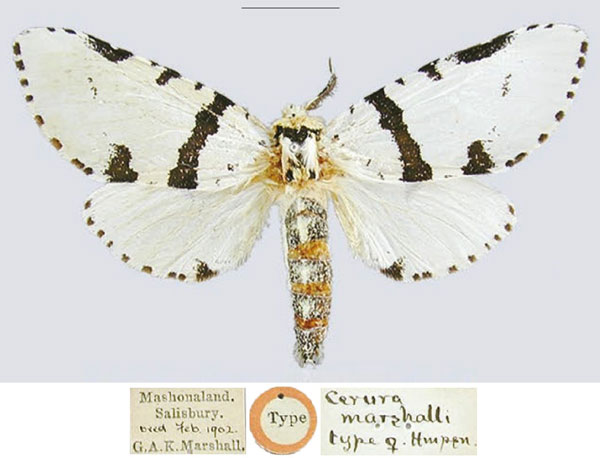 /filer/webapps/moths/media/images/M/marshalli_Cerura_LTF_NHMUK.jpg