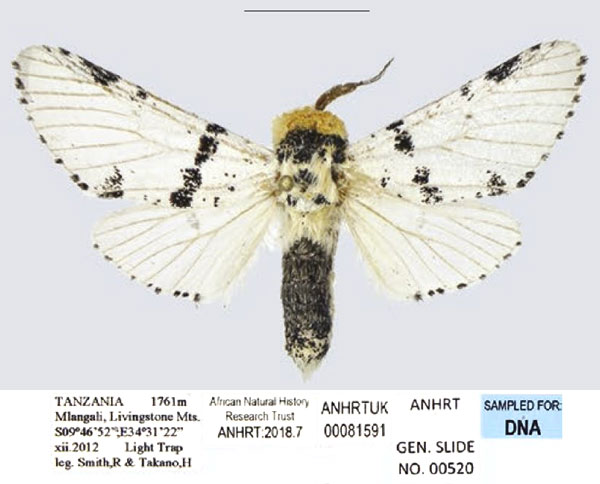 /filer/webapps/moths/media/images/M/marshalli_Cerurina_AM_ANHRT_02.jpg