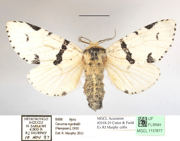 /filer/webapps/moths/media/images/M/marshalli_Cerurina_A_MGCLa_01.JPG