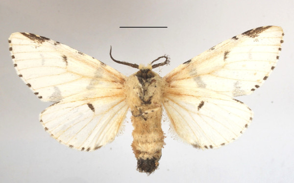 /filer/webapps/moths/media/images/M/marshalli_Cerurina_A_MGCLb_01.JPG