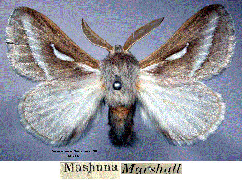 /filer/webapps/moths/media/images/M/marshalli_Chilena_HT_SNHMa.jpg