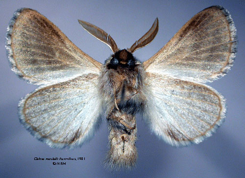 /filer/webapps/moths/media/images/M/marshalli_Chilena_HT_SNHMb.jpg