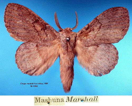 /filer/webapps/moths/media/images/M/marshalli_Craspia_HT_SNHMa.jpg