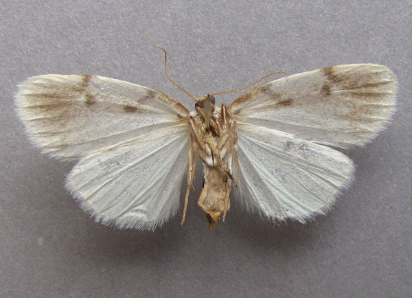 /filer/webapps/moths/media/images/M/marshalli_Cyana_A_Baron_02.jpg