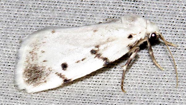 /filer/webapps/moths/media/images/M/marshalli_Cyana_A_Braun_04.jpg