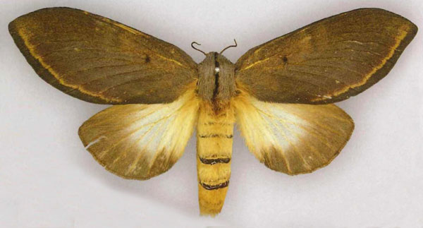/filer/webapps/moths/media/images/M/marshalli_Grellada_AF_RMCA.jpg