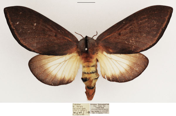 /filer/webapps/moths/media/images/M/marshalli_Grellada_AF_TMSA.jpg