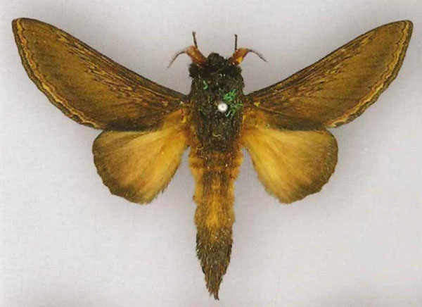 /filer/webapps/moths/media/images/M/marshalli_Grellada_AM_NHMUK.jpg