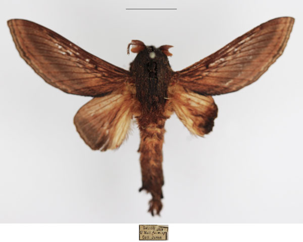 /filer/webapps/moths/media/images/M/marshalli_Grellada_AM_TMSA_01.jpg