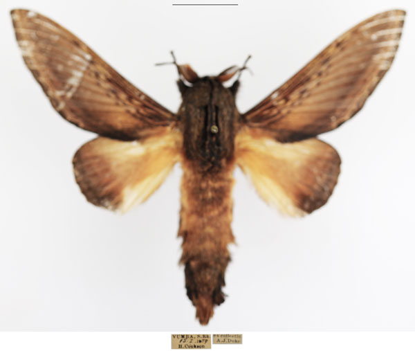 /filer/webapps/moths/media/images/M/marshalli_Grellada_AM_TMSA_02.jpg