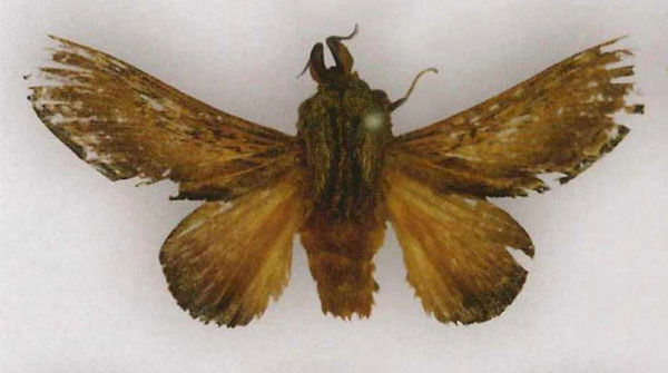/filer/webapps/moths/media/images/M/marshalli_Pachypasa_LT_SNHM_GO8l4kH.jpg
