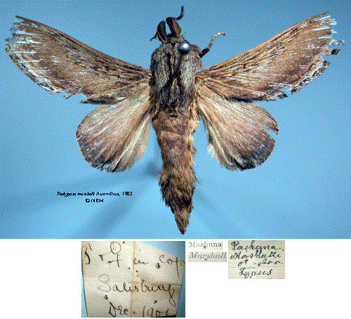 /filer/webapps/moths/media/images/M/marshalli_Pachypasa_LT_SNHMa.jpg