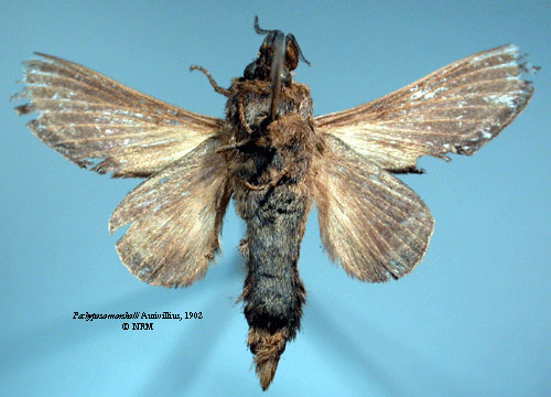/filer/webapps/moths/media/images/M/marshalli_Pachypasa_LT_SNHMb.jpg