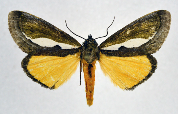/filer/webapps/moths/media/images/M/marshalli_Paratuerta_AM_NHMO.jpg