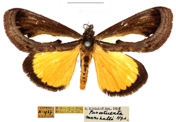 /filer/webapps/moths/media/images/M/marshalli_Paratuerta_AM_RBINS.jpg