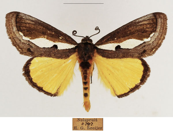 /filer/webapps/moths/media/images/M/marshalli_Paratuerta_AM_TMSA_01.jpg