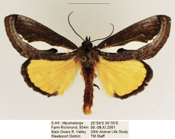 /filer/webapps/moths/media/images/M/marshalli_Paratuerta_AM_TMSA_03.jpg