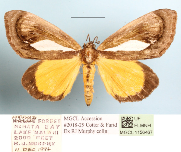 /filer/webapps/moths/media/images/M/marshalli_Paratuerta_A_MGCLa_01.JPG
