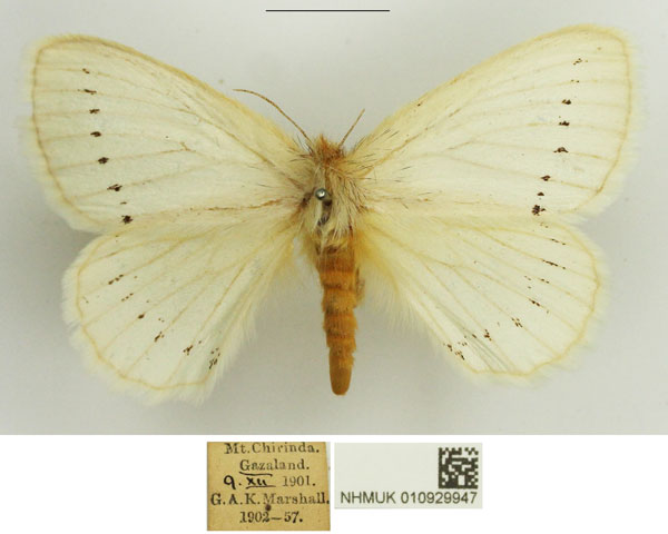 /filer/webapps/moths/media/images/M/marshalli_Phiala_AF_NHMUK.jpg