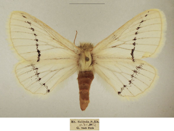 /filer/webapps/moths/media/images/M/marshalli_Phiala_AF_TMSA.jpg