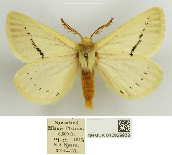 /filer/webapps/moths/media/images/M/marshalli_Phiala_AM_NHMUK.jpg