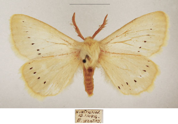 /filer/webapps/moths/media/images/M/marshalli_Phiala_AM_TMSA_01.jpg